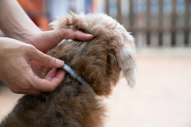 woman wearing a collar for dog, kill and repel tick and flea