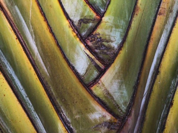 istock Close up of a tropical palm tree. Abstract palm texture for nature background. 960818574