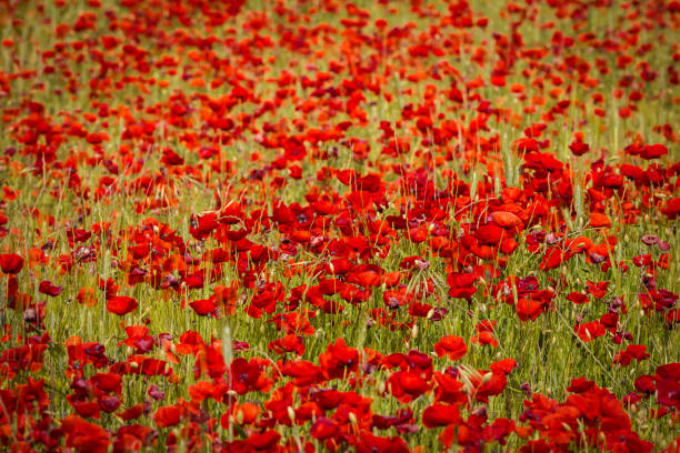 istock field of poppies in Provence 960824076