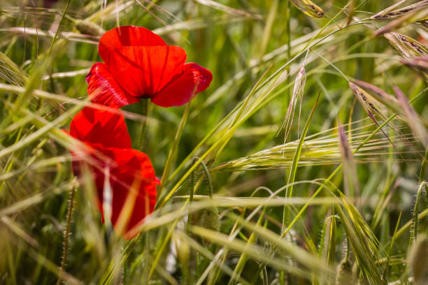 istock poppies in close up 960824268