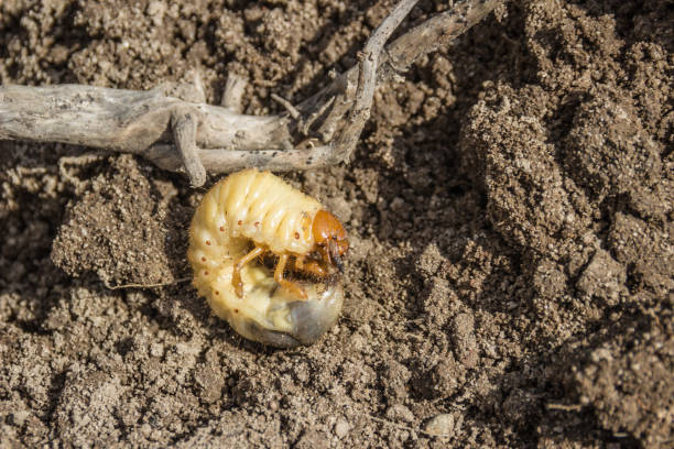 cockchafer larva on the ground