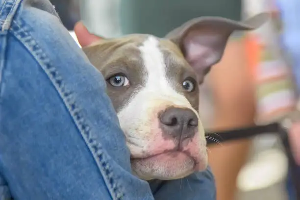 A puppy of the blue American Staffordshire Terrier looks out from behind the owner's shoulder.