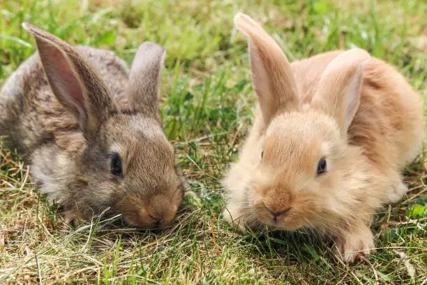 Photo of two young grey and red rabbits sitting on green grass, close up.