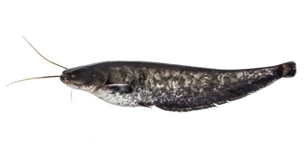 Fresh small sheatfish isolated on the white background. River fish. side view