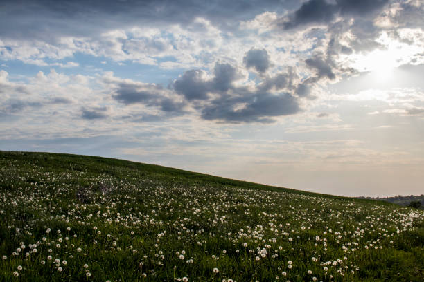 istock Sunset field of Dandelions 960838924