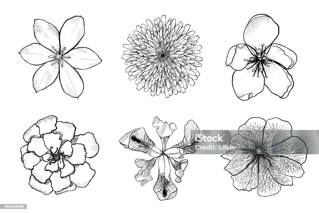 Flowers icons set. Vector illustration Set of black and white silhouettes of flowers. Top view of detailed hand drawn design elements. Monochrome doodle vector illustration isolated on white background Flower stock vector