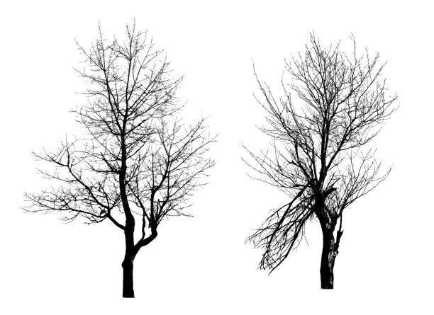tronco de árvore sem folhas foto, conjunto isolado de inverno da floresta - poplar tree forest oak tree autumn - fotografias e filmes do acervo