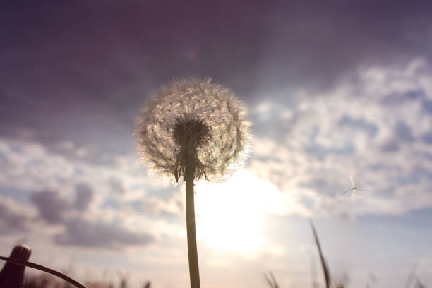 istock Sunset field of Dandelions 960839348