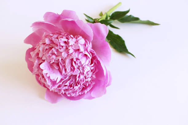 istock The pink peony on white background with copy space for greeting message. Spring flowers. Spring background. Valentine's Day and Mother's Day background. Top view 960839524