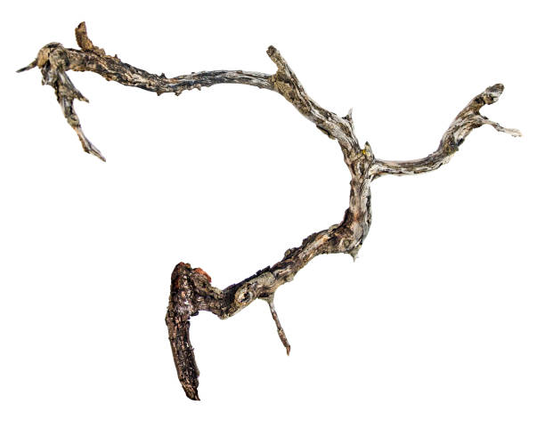 istock Close up of dry branch 960842324