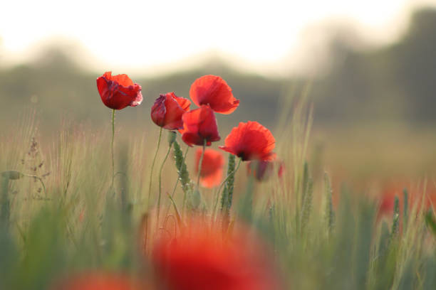 istock Red poppies on wheat field 960842740