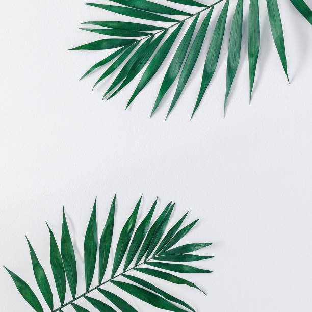 istock Green tropical leaves on gray background. Flat lay, top view 960843238