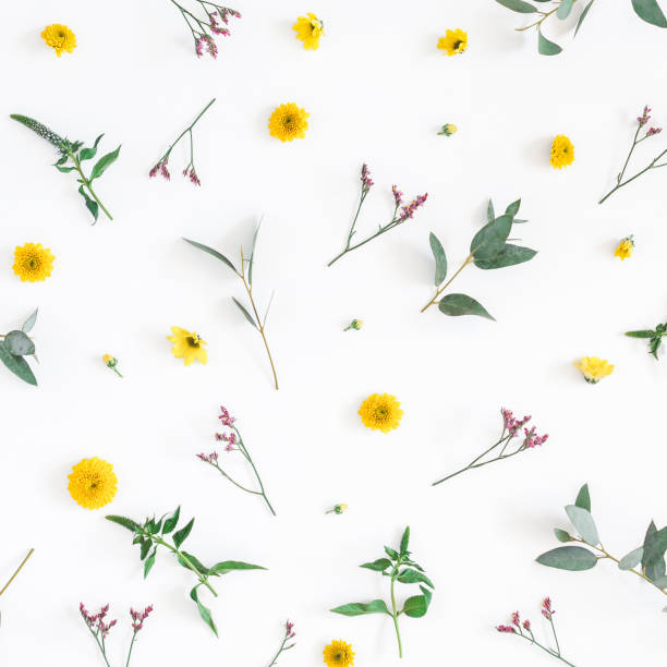 istock Yellow flowers on white background. Flat lay, top view 960847352