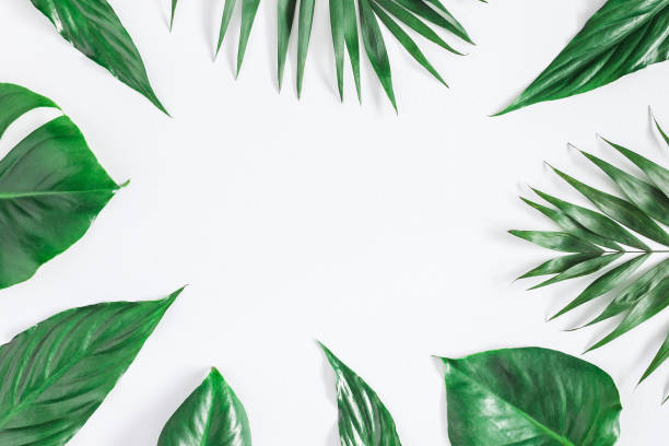 istock Tropical palm leaves on gray background.  Flat lay, top view 960847468