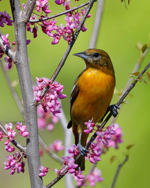 Female Baltimore Oriole perched in an Eastern Redbud tree