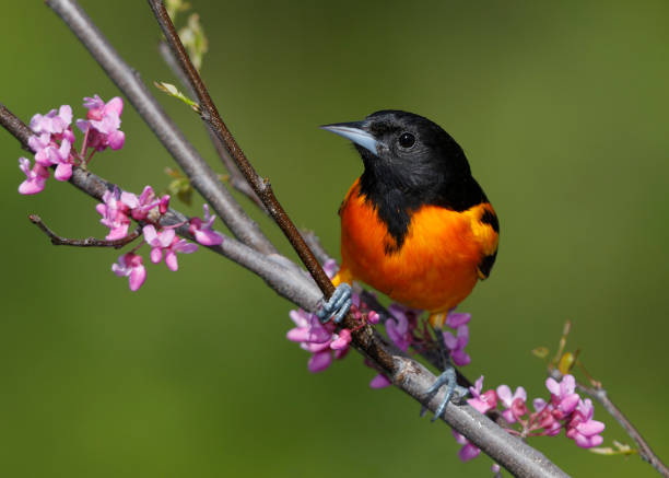 istock Male Baltimore Oriole perched in an Eastern Redbud tree 960848428