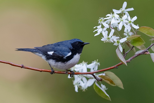 Male Black-throated Blue Warbler (Setophaga caerulescens) perched on a serviceberry branch in spring - Lambton Shores, Ontario, Canada
