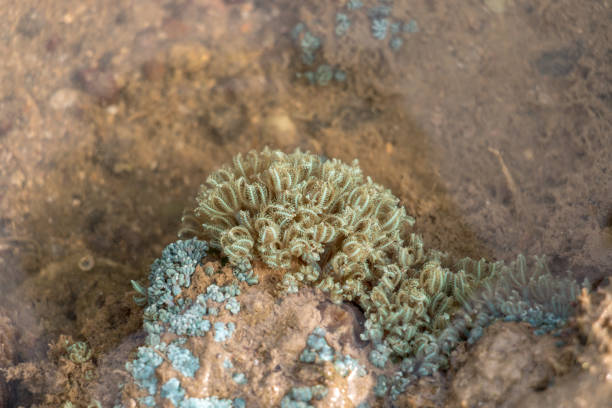 바다 아 네모 네는 해양 그룹, 말미 문 cnidaria, 클래스 산호충강, 교육에 대 한 hexacorallia 하위 클래스에서에서 분류 된다. - anthozoans 뉴스 사진 이미지
