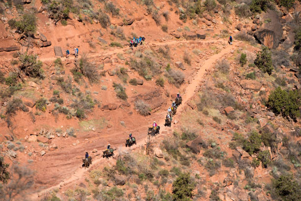 partida de convoy de mula por el gran cañón - mule grand canyon national park cowboy arizona fotografías e imágenes de stock