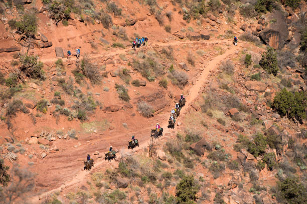 rubrique de convoi de mule sur le grand canyon - mule grand canyon national park cowboy arizona photos et images de collection