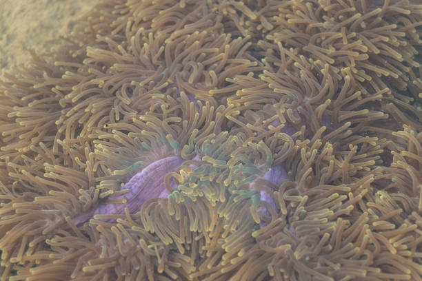 바다 아 네모 네는 해양 그룹, 말미 문 cnidaria, 클래스 산호충강, 교육에 대 한 hexacorallia 하위 클래스에서에서 분류 된다. - anthozoans 뉴스 사진 이미지