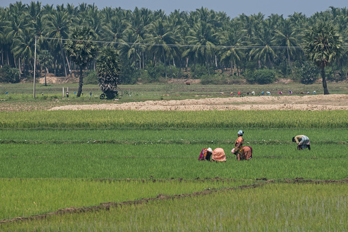 Villuppuram, India - March 18, 2018: Teams of mainly female agricultural workers tending rice crops in the Tamil Nadu paddy fields. The southern Indian state produces a high volume of the local staple food despite suffering recurring water shortages
