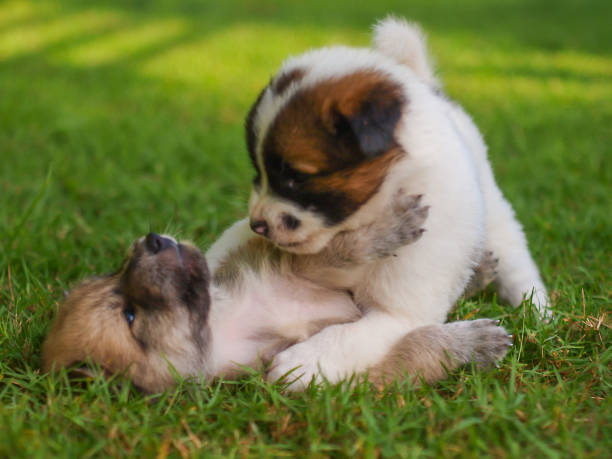istock Puppy dog was playing on the field 960853414