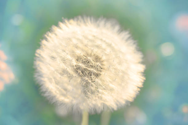 istock Sunset field of Dandelions 960857054