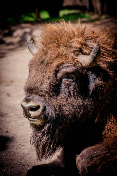 istock European Bison, American Bison / Buffalo 960857512