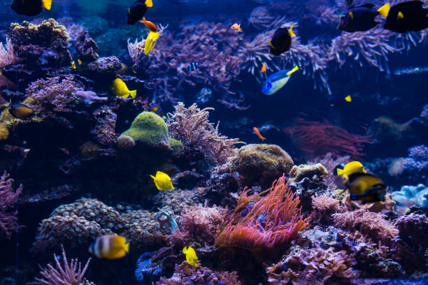 istock Underwater scene. Coral reef, colorful fish groups 960857574
