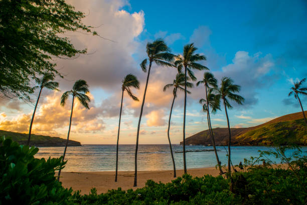 palmeras en el viento - hanauma bay fotografías e imágenes de stock