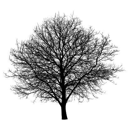 Tree black silhouette isolated on white background. Nature object