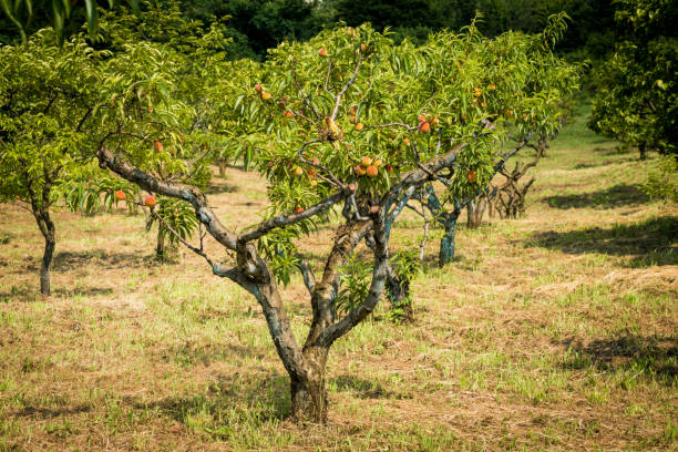 istock Fresh peach tree. Fresh organic ripe peach tree 960860812