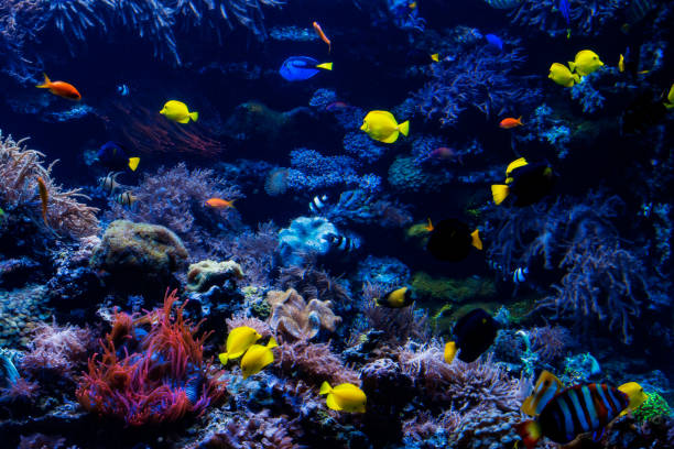 istock tropical Fish on a coral reef. Underwater coral fish 960861362