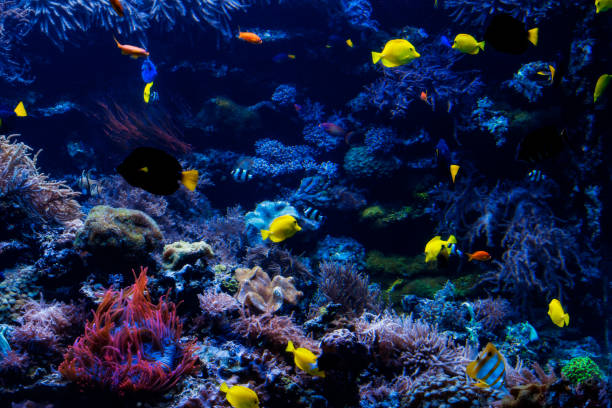 istock underwater background. Underwater scene. Underwater world. Underwater life landscape 960861370