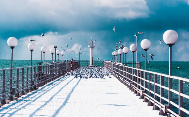 морские птицы, сидящие на пирсе. зимний пляж. зимняя сцена в сочи, адлер. россия - сочи стоков ые фото и изображения