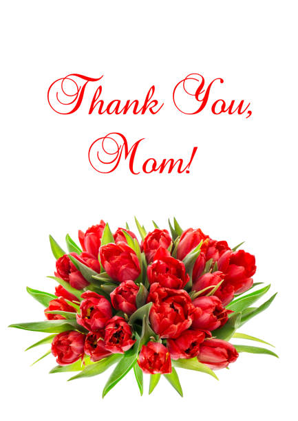 Mothers Day. Red tulips isolated on white background