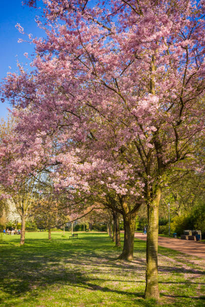istock Beautiful trees in the park in spring 960865462