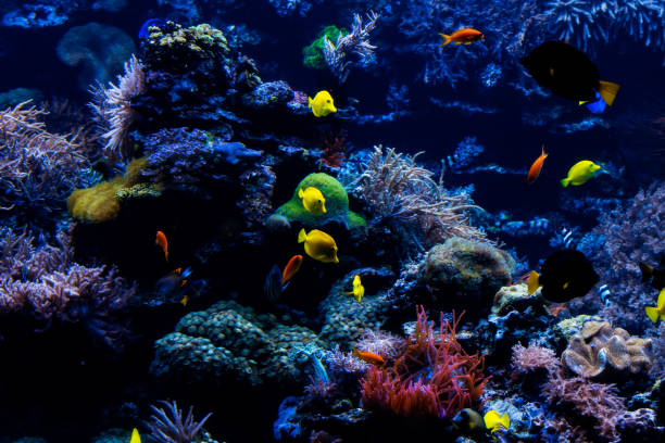 istock tropical Fish on a coral reef. Underwater coral fish 960865586