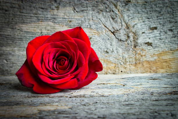 istock Red Rose On A Wooden Background 960866218
