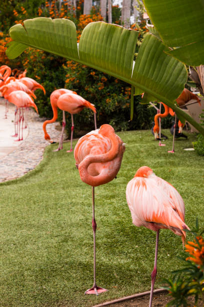 czerwonak - american flamingo zdjęcia i obrazy z banku zdjęć