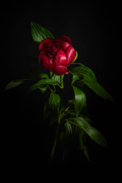 istock A peony flower isolated on black background 960866808