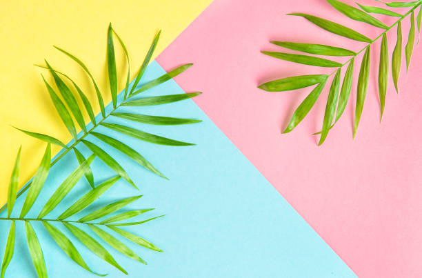 istock Floral flat lay Palm leaves Summer background 960868160