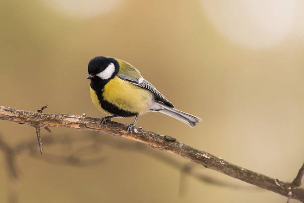 istock Blue tit on a branch. Close-up. 960868268