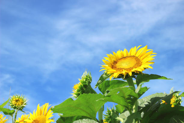 istock Sunflower in the blue sky 960870746