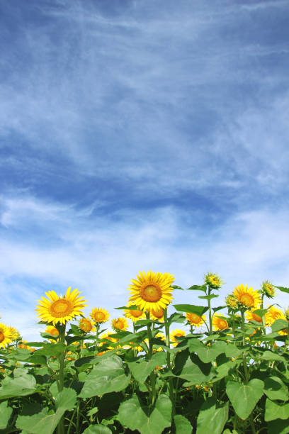 istock Sunflower in the blue sky 960871120