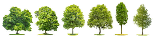 collezione alberi rovere d'acero betulla castagno oggetti naturali isolati - nobody maple tree deciduous tree tree foto e immagini stock