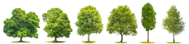 컬렉션 나무 단풍나무 오크 자작나무 밤나무 고립 된 자연 개체 - chestnut tree 뉴스 사진 이미지