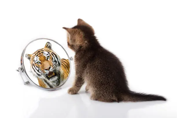 Photo of kitten with mirror on white background. kitten looks in a mirror reflection of a tiger