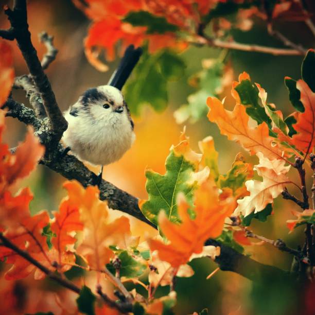 Long-tailed tit (Aegithalos caudatus) sits in the autumn foliage.